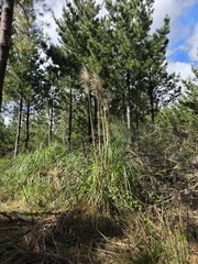 Cortaderia jubata, photograph author not stated, no rights reserved