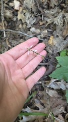 Phryma leptostachya, photograph (c) Carter Ertel, some rights reserved (CC BY)