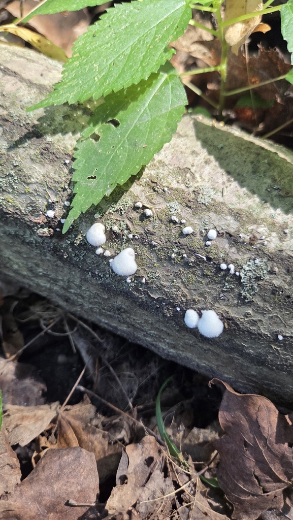 splitgill mushroom · August 2026 · photo: Photo: (c) Carter Ertel, some rights reserved (CC BY) · iNaturalist