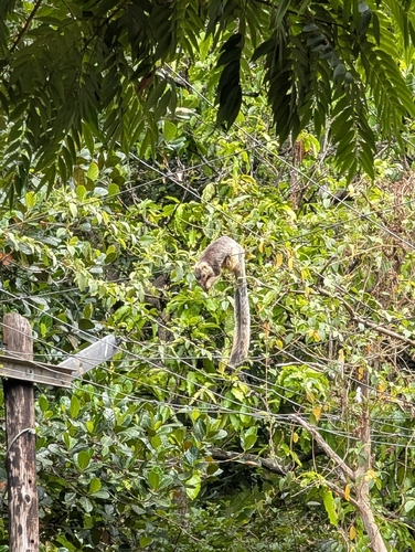 Sri Lankan Giant Squirrel
