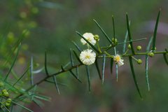 Acacia rupicola, photograph (c) Kym Nicolson, some rights reserved (CC BY)