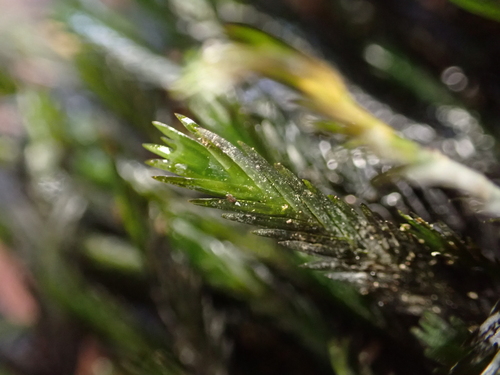 Fissidens grandifrons observed 2026-09-02
