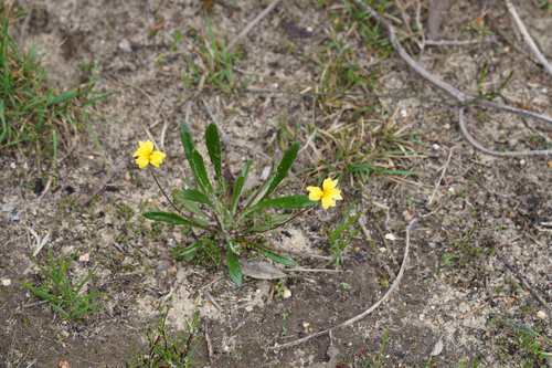 Goodenia geniculata, photograph 4