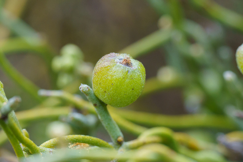 Cassytha pubescens, photograph 5