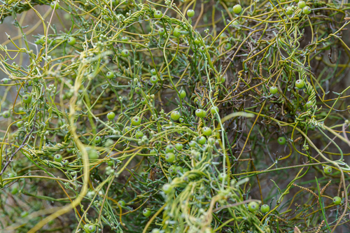 Cassytha pubescens, photograph 4