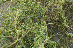 Cassytha pubescens, photograph (c) Kym Nicolson, some rights reserved (CC BY)