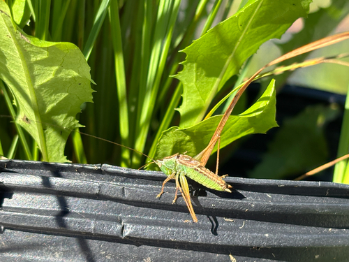 Prairie Meadow Katydid