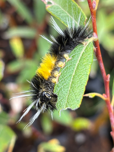 Spotted Tussock Moth