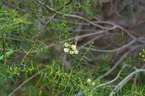 Acacia rupicola, photograph 5