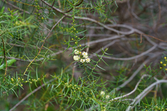 Acacia rupicola, photograph (c) Kym Nicolson, some rights reserved (CC BY)