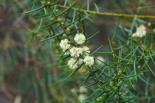 Acacia rupicola, photograph 4