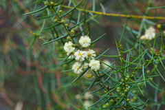 Acacia rupicola, photograph (c) Kym Nicolson, some rights reserved (CC BY)