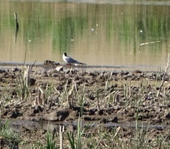 Sterna hirundo