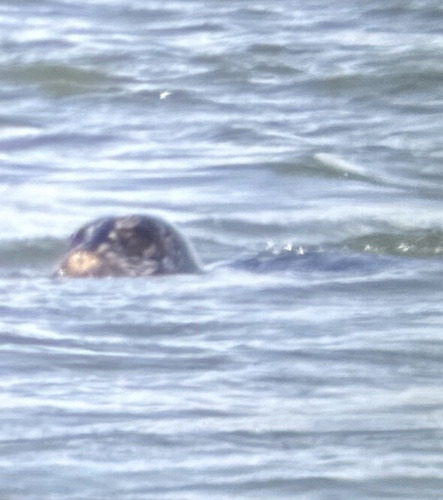 Pacific Harbor Seal