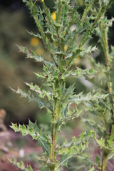 Berkheya bergiana