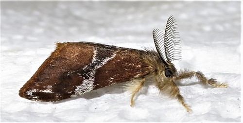 Spotted Tussock moth