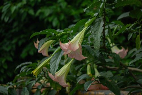 Brugmansia insignis