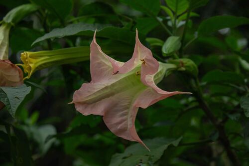 Brugmansia insignis