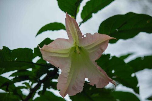 Brugmansia insignis