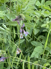 Vicia sepium
