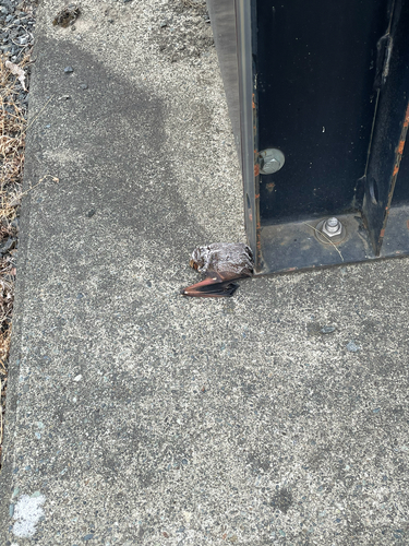Northern Hoary Bat observed by jazminbrewer