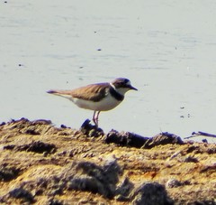 Charadrius dubius