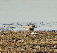 Charadrius dubius