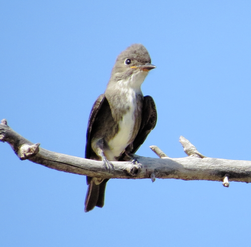 Olive-sided Flycatcher