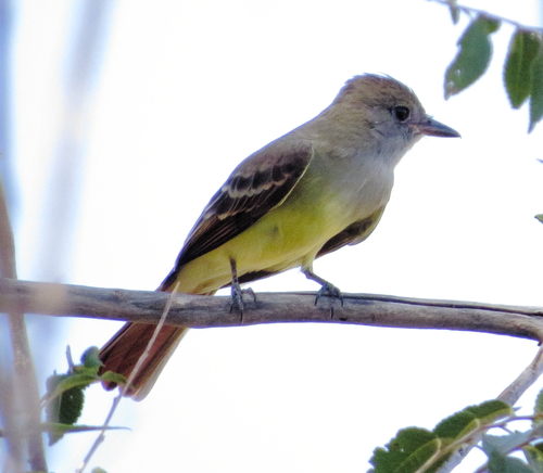 Great Crested Flycatcher