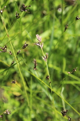 Scleria dregeana