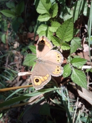 Lasiommata schakra