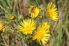 Berkheya bergiana