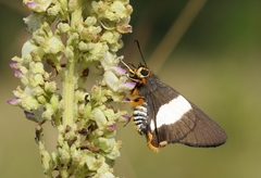 Coeliades forestan forestan