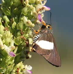 Coeliades forestan forestan