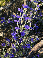 Dampiera altissima