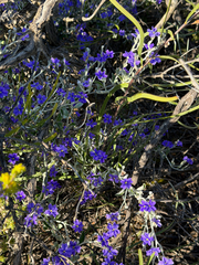 Dampiera altissima, photograph (c) smathichong, some rights reserved (CC BY)