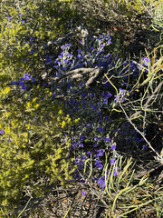Dampiera altissima, photograph (c) smathichong, some rights reserved (CC BY)