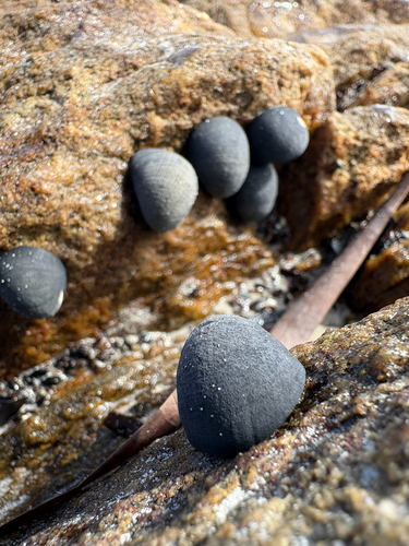 Australian Black Nerite