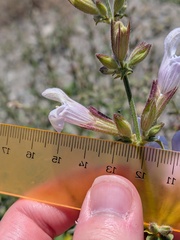 Salvia tomentosa