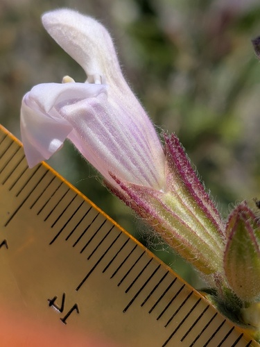 Salvia tomentosa, photograph 3