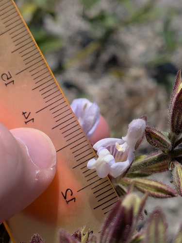 Salvia tomentosa, photograph 4
