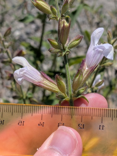 Salvia tomentosa, photograph 5
