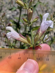 (c) Michael, Antoni and Nihat Hinczewski, some rights reserved (CC BY) Salvia tomentosa, photograph (c) Michael, Antoni and Nihat Hinczewski, some rights reserved (CC BY)