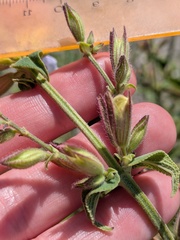 Salvia tomentosa, photograph (c) Michael, Antoni and Nihat Hinczewski, some rights reserved (CC BY)