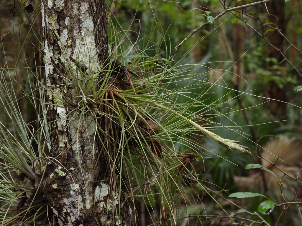 Tillandsia bartramii; photograph (c) geosesarma, some rights reserved (CC BY)