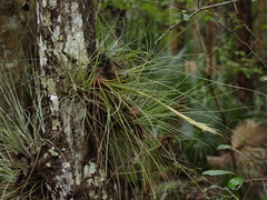Tillandsia bartramii