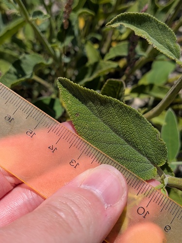 Salvia tomentosa, photograph 2