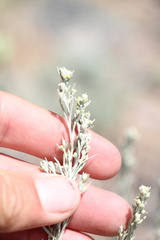 Artemisia tripartita, photograph (c) Austin Saunders, some rights reserved (CC BY)