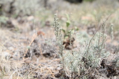 Artemisia tripartita, photograph (c) Austin Saunders, some rights reserved (CC BY)