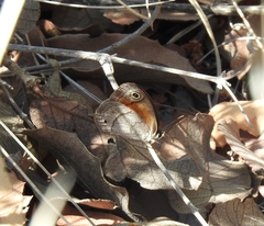 Cissia rubricata pseudocleophes